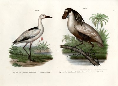 Crab Plover by German School